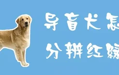 导盲犬怎么分辨红绿灯