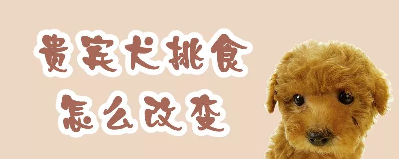 贵宾犬挑食怎么改变