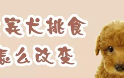 贵宾犬挑食怎么改变