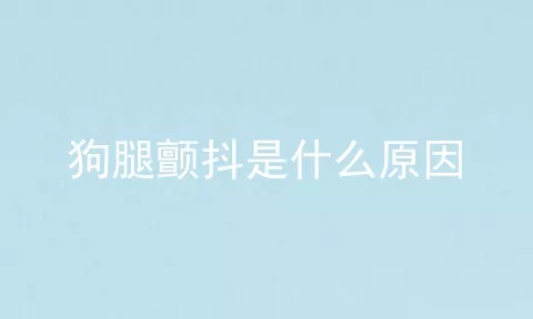 狗腿颤抖是什么原因