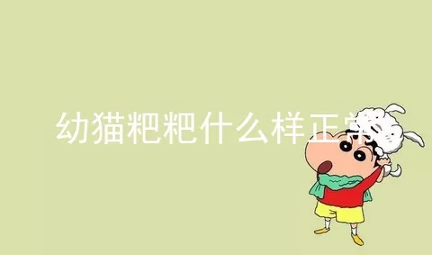 幼猫粑粑什么样正常