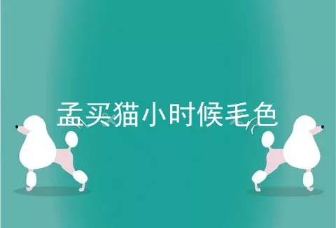 孟买猫小时候毛色