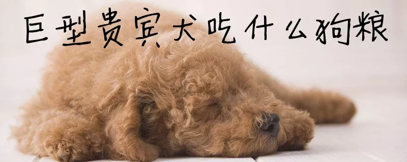 巨型贵宾犬吃什么狗粮