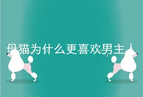 母猫为什么更喜欢男主人