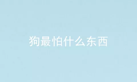 狗最怕什么东西