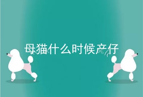 母猫什么时候产仔