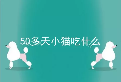 50多天小猫吃什么