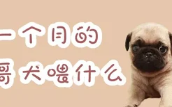 一个月的八哥犬喂什么