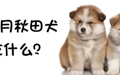 3个月秋田犬吃什么