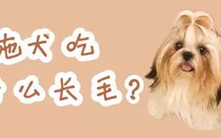 西施犬吃什么长毛