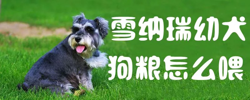 雪纳瑞幼犬狗粮怎么喂1