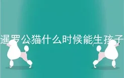 暹罗公猫什么时候能生孩子