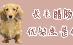 长毛腊肠犬优缺点是什么