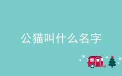 公猫叫什么名字