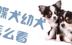 蝴蝶犬幼犬怎么看