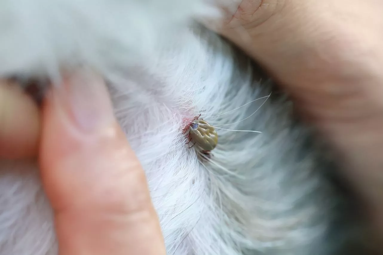 狗身上有蜱虫怎么办 如何有效去除蜱虫