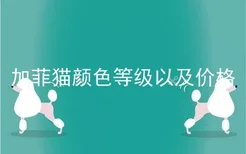 加菲猫颜色等级以及价格