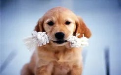狗狗牙膏可以吃下去吗 狗狗牙膏有哪些特点