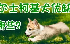 威尔士柯基犬的优缺点有哪些