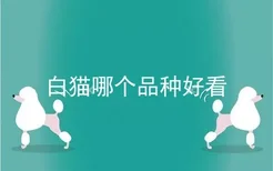 白猫哪个品种好看