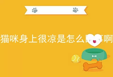 猫咪身上很凉是怎么回事啊