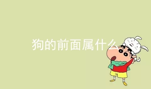 狗的前面属什么