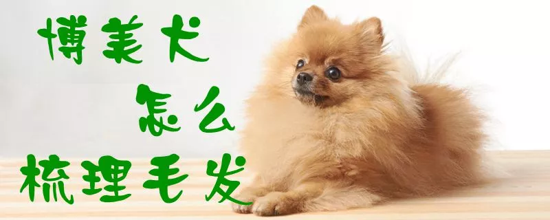 博美犬怎么梳理毛发1