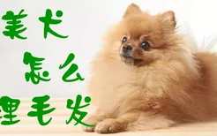 博美犬怎么梳理毛发