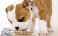 狗狗喂食需要定量吗 定量喂食的好处你知道吗
