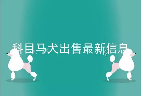 科目马犬出售最新信息