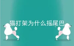 猫打架为什么摇尾巴