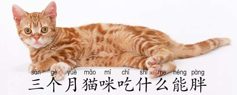 三个月猫咪吃什么能胖