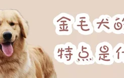 金毛犬的特点是什么