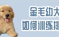 金毛幼犬如何训练排便