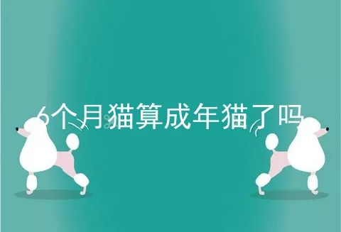 6个月猫算成年猫了吗