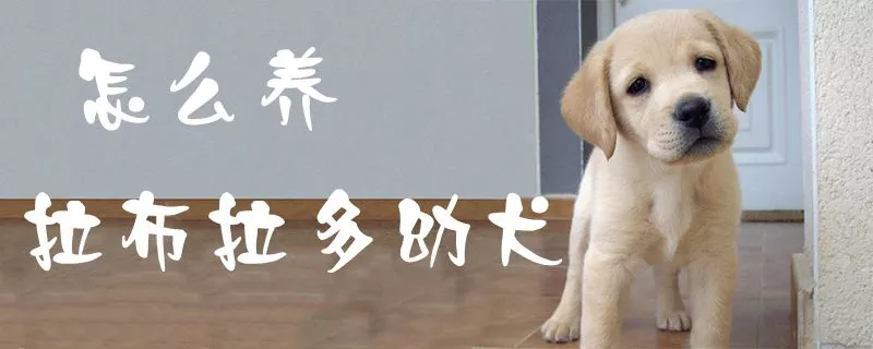 怎么养拉布拉多幼犬1