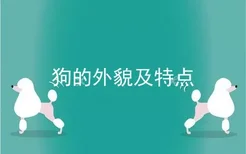 狗的外貌及特点