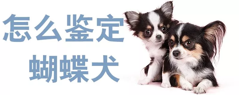 怎么鉴定蝴蝶犬1