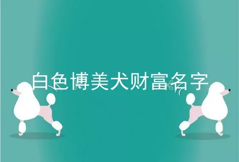 白色博美犬财富名字