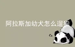 阿拉斯加幼犬怎么遛狗