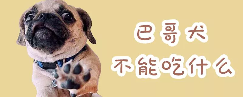 巴哥犬不能吃什么