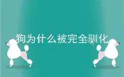 狗为什么被完全驯化