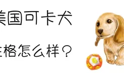 美国可卡犬性格怎么样