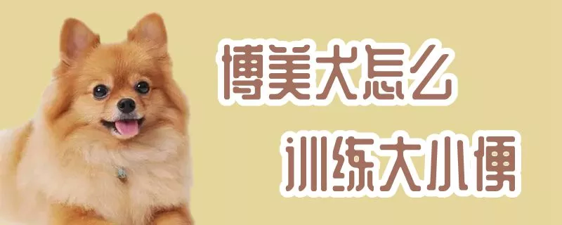 博美犬怎么训练大小便