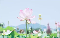菊花是中国的国花吗