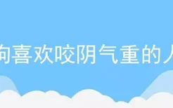 狗喜欢咬阴气重的人