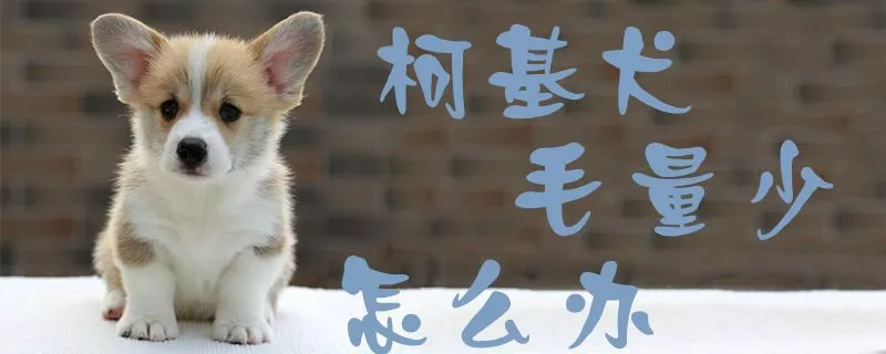 柯基犬毛量少怎么办1