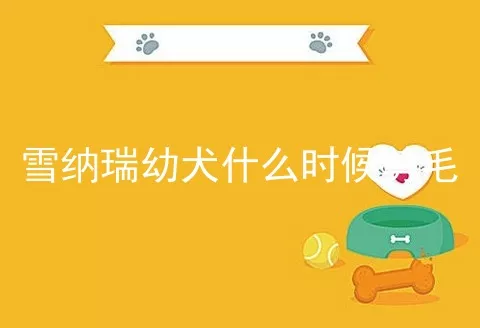 雪纳瑞幼犬什么时候剪毛