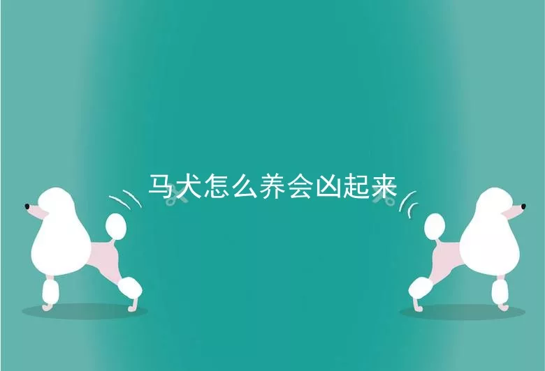 马犬怎么养会凶起来