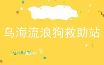 乌海流浪狗救助站